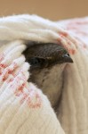 Chimney Swift (Chaetura pelagica). Boca Raton, FL, May 6, 2013.