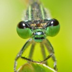 Rambur's forktail (Ischnura ramburii). Boca Raton, FL, May 8, 2013.
