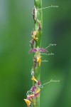 Grass_flowers_labeled_20130522