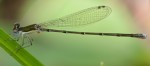 Southern Sprite (Nehalennia integricollis. Boca Raton, FL, May 6, 2013.