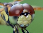 Celithemis eponina, Halloween Pennant, close-up. Boca Raton, FL, May 24, 2013.