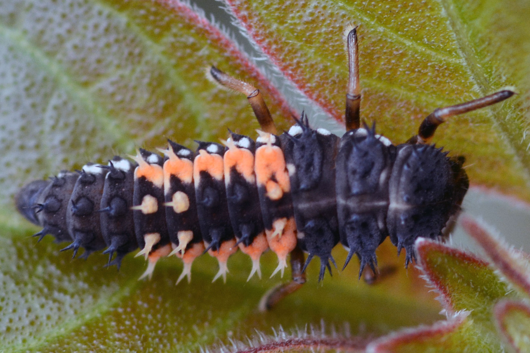 Asian long horned beetle larva id