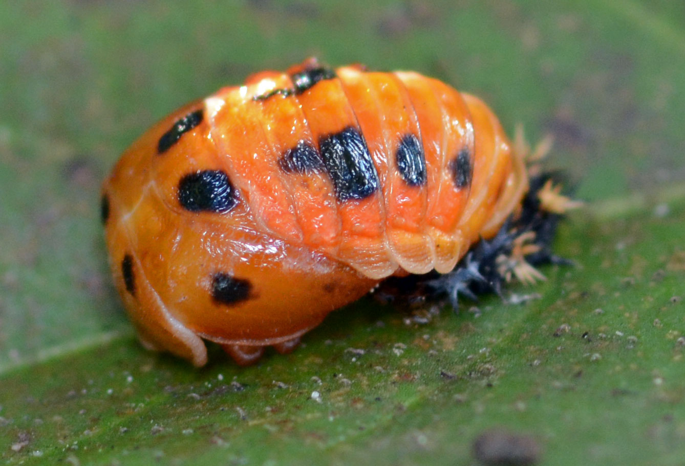 ladybug-pupa-gallery