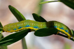 Cloudless Sulphur (Phoebis sennae) caterpillar on host plant, Senna mexicana.