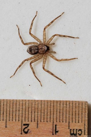 spider-dorsum_2011114