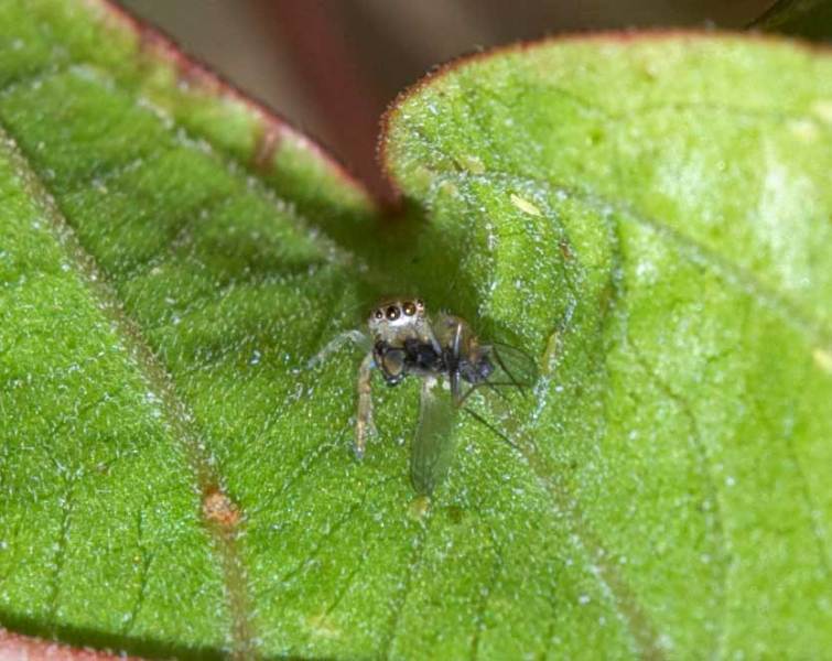 spider_with_fly_20120213