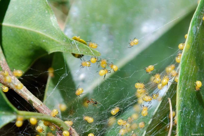 spiderlets_yellow_20111109-2