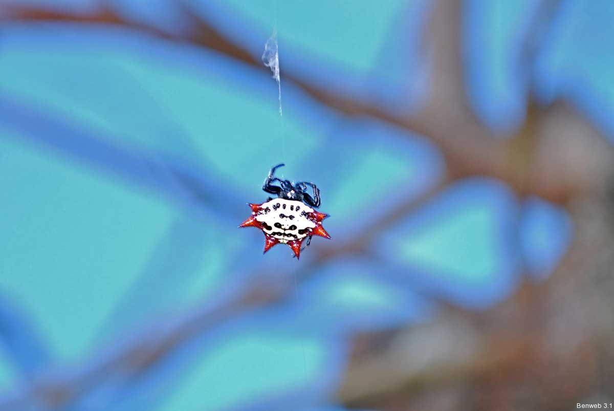 Florida Spider Gasteracantha Cancriformis Benweb 3 2