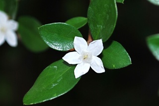 whiteindigoberry
