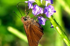 Lepidoptera (butterflies, moths)