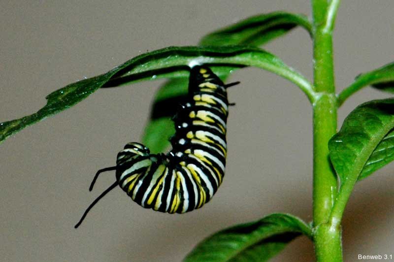 monarch_larva.jpg