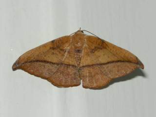 unknown-moth-1