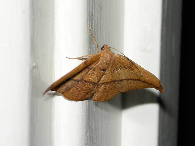 unknown-moth-2