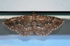 moth_dorsal_20111125