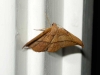 unknown-moth-2