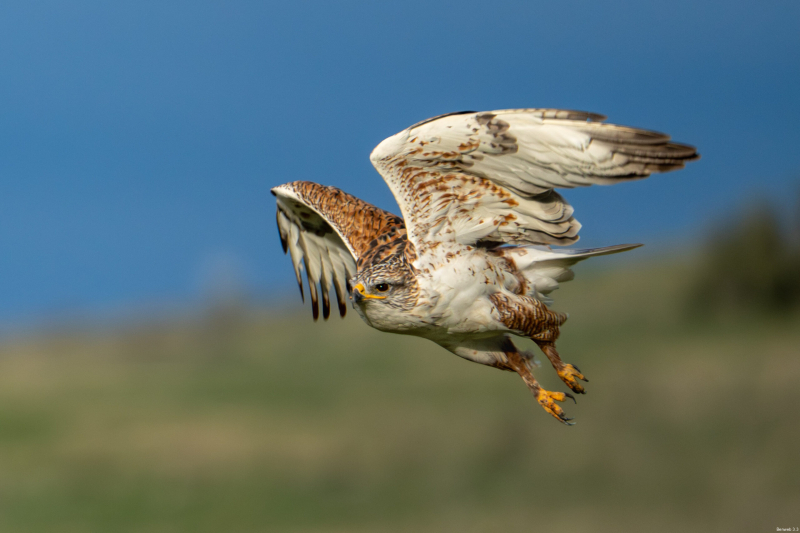 The Ferruginous Hawk making good its getaway. Soda Lake Road down by the water tank on the butte. December 30, 2025.