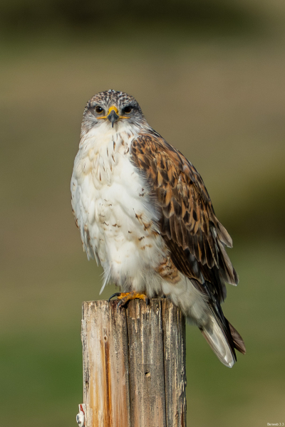Ferrug spots me. Soda Lake Road down by the water tank on the butte. December 30, 2025.