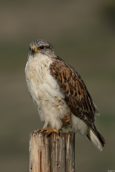 Ferrug looks right (our left). Soda Lake Road, December 30, 2025
