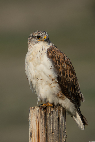 Ferrug looks left (our right). Soda Lake Road, December 30, 2025