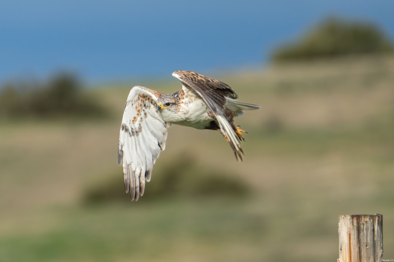 The Ferruginous Hawk decided that was as close as I was going to get. Soda Lake Road down by the water tank on the butte. December 30, 2025.