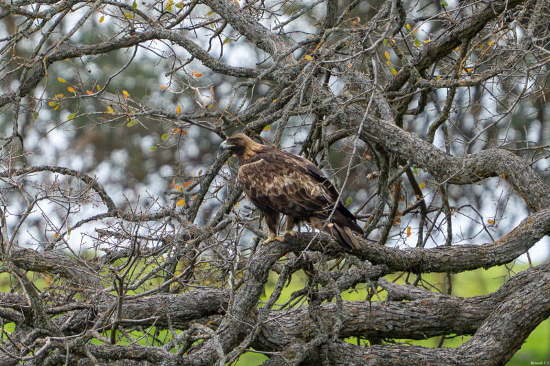 Golden Eagle off Hwy 58 near Santa Margarita, CA, December 30, 2025
