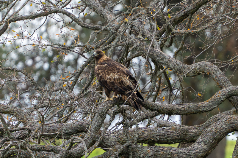 Golden Eagle off Hwy 58 near Santa Margarita, CA, December 30, 2025