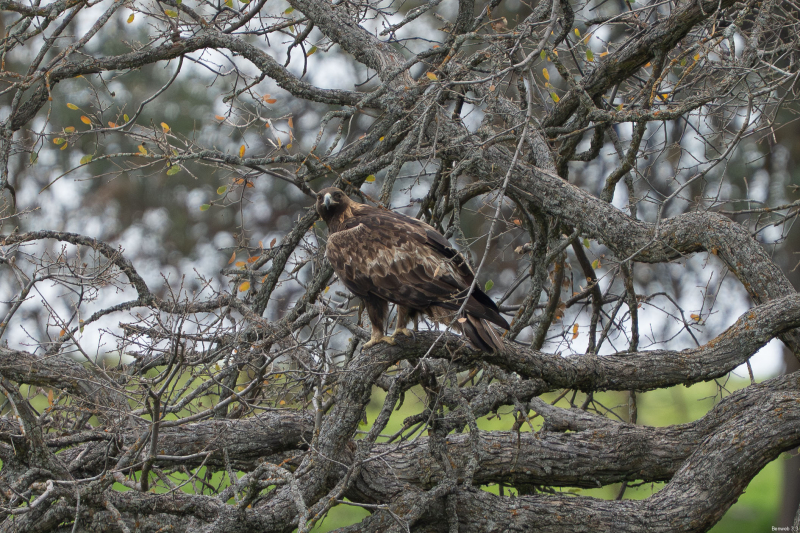Golden Eagle off Hwy 58 near Santa Margarita, CA, December 30, 2025