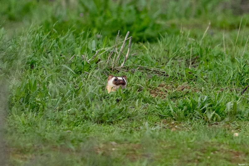 This Long-tailed Weasel poked its head out of its burrow, probably wondering why 300 or so Horned Larks were making such a racket over its head. It never did emerge all the way, as far as I could tell. Soda Lake Rd, December 30, 2025.