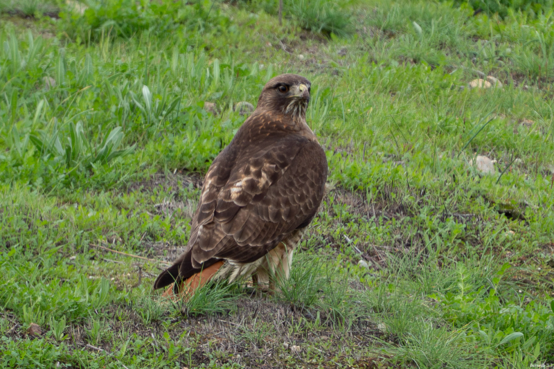 Red-tailed Hawk. Soda Lake Rd, December 30, 2025