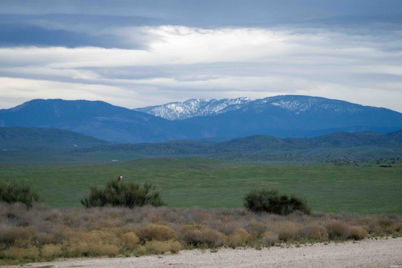 A snow-covered Mt Pinos in the background with a Red-tailed Hawk on a bush. Soda Lake Road, December 30, 2025