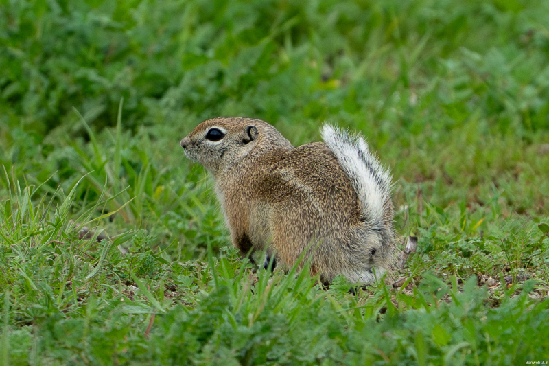 The Nelson's/San Joaquin Antelope Squirrel are all over Carrizo Plain. Soda Lake Road, December 30, 2025
