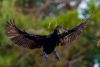 Double-crested cormorant, Wakodahatchee Wetlands, December 28, 2019