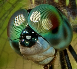 Blue Dasher (<i>Pachydiplax longipennis</i>) displaying multiple accessory pseudopupils.