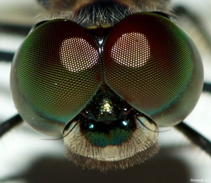 Pachydiplax_longipennis_face_20121103