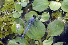 Anisoptera (dragonflies) and Zygoptera (damselflies)