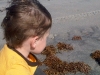 eric-beach-seaweed-2
