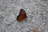 fall2011namc-monarch