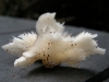 fungus-1.jpg