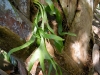 ophioglossum_palmatum.jpg