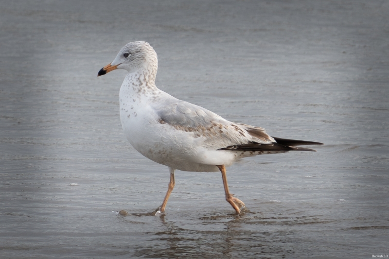 California Gull, Morro Rock, February 3, 2024