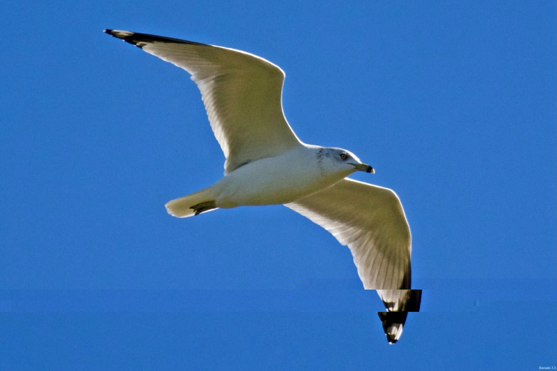 Ring-billed Gull, Boca Raton, FL