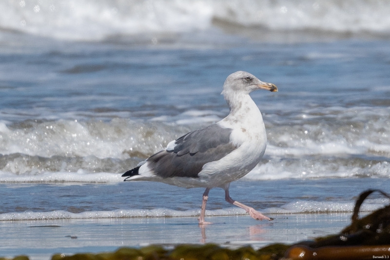 Western Gull, Cloisters Park (SLO county), August 28, 2023