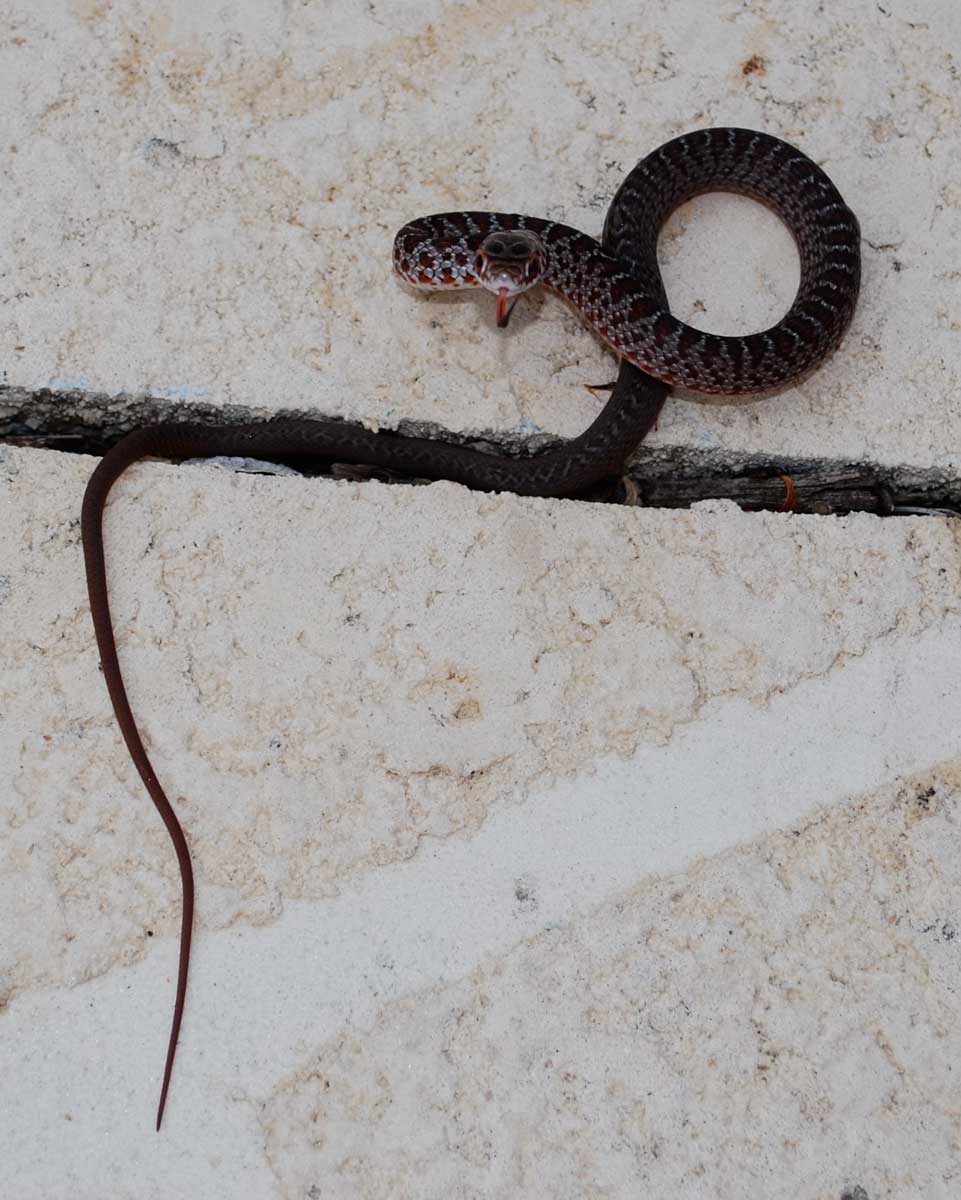 baby brown water snake