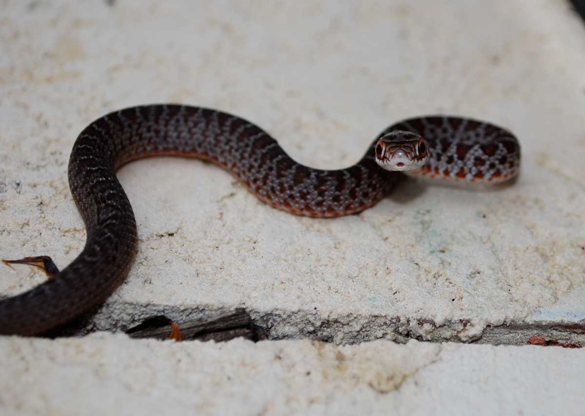 newborn black snake