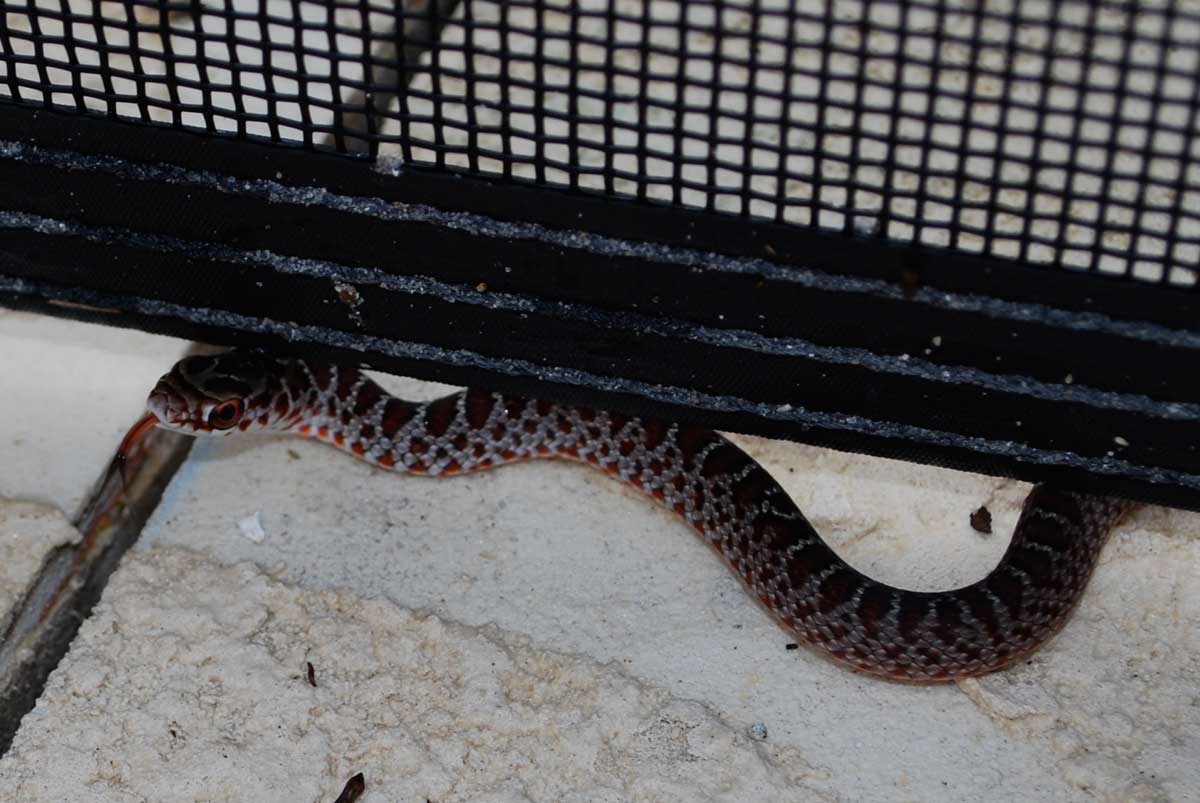 baby snake identification
