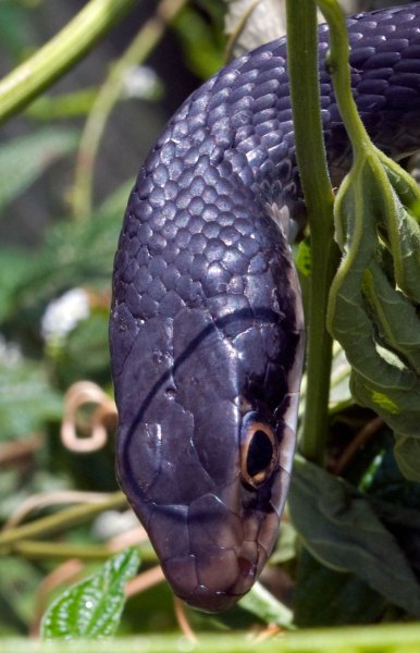 coluber_constrictor_head_20120515
