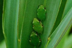 Herptiles