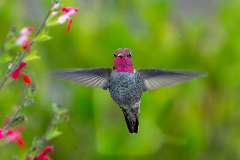 Anna's Hummingbird, Atascadero, CA, September 24, 2023