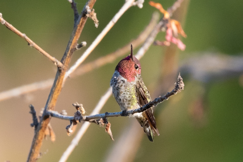 Anna's Hummingbird, Atascadero, CA, July 31, 2023