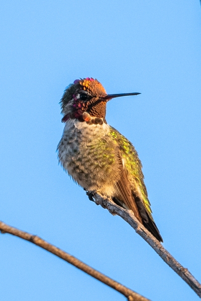 Anna's Hummingbird, Atascadero, CA, August 26, 2023